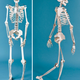 Illustration for article titled A Textbook That Turns Into a Lifesize Paper Skeleton Should be Standard at Med Schoolsem/emem/em